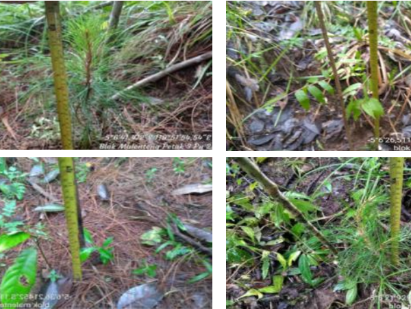 Evaluating the Success of Watershed Rehabilitation Efforts in Gowa Regency: A Case Study on Forest and Land Restoration