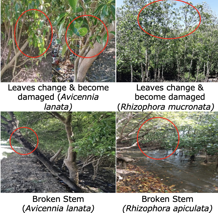 Recognition and Analysis of Pest-Induced Damage in Mangrove Ecosystems: A Case Study in Maros Coastal Region