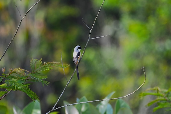 Insectivorous Birds Dominate Across Land-Use Gradient Revealing Unexpected Ecological Resilience in Tropical Forest-Coffee Landscapes