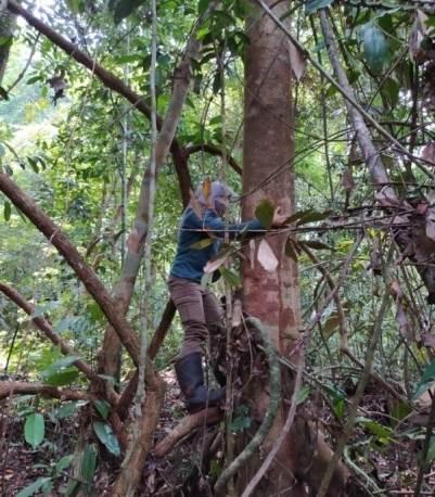 Species Diversity of Trees in Sungai BuluhPeat Forest Reserve, Mendahara UluDistrict, Tanjung Jabung Timur Regency