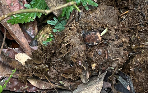 Intact seed documented within Malayan tapir feces