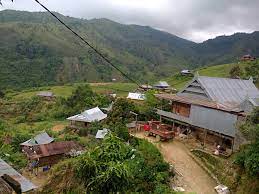 Potensi Pemanfaatan Tumbuhan Bawah Dan Epifit Dari Hutan Lindung Sebagai Tanaman Hias Di Desa Latimojong Kecamatan Buntu Batu Kabupaten Enrekang