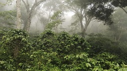 Agroforestry income study