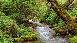 River discharge analysis