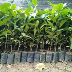 RESPON PERTUMBUHAN BIBIT MANGGIS (Garcinia mangostana) TERHADAP PEMBERIAN PUPUK SAMPURNA D
