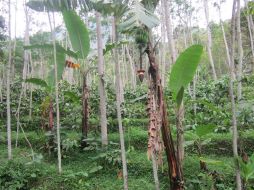 KONTRIBUSI AGROFORESTRY TERHADAP PENDAPATAN PETANI DI DESA PENYANGGA KAWASAN KONSERVASI TAMAN NASIONAL BANTIMURUNG BULUSARAUNG (Studi Kasus Desa Tompobulu Kecamatan Balocci Kabupaten Pangkajene Dan Kepulauan)