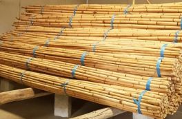 POTENSI PEMANFAATAN ROTAN (Calamus sp.) PADA KAWASAN HUTAN LINDUNG DI DESA LATIMOJONG KECAMATAN BUNTU BATU KABUPATEN ENREKANG