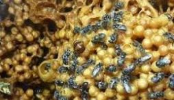 KELAYAKAN USAHA LEBAH MADU TRIGONA DI KUPS MADU KTH MEGABUANA DESA PACCEKKE KECAMATAN SOPPENG RIAJA KABUPATEN BARRU