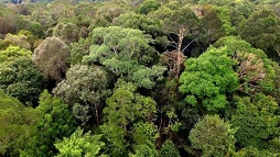 ANALISIS PENDAPATAN MASYARAKAT PADA KAWASAN HUTAN LINDUNG DI DESA PACCEKKE KECAMATAN SOPPENG RIAJA KABUPATEN BARRU 