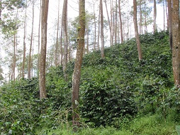 PERSENTASE TUTUPAN TAJUK POHON PENAUNG PADA LAHAN AGROFORESTRY KOPI TERHADAP PRODUKTIVITAS TANAMAN KOPI DI DESA PACCEKKE